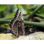 Butterfly Exhibit 006