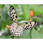 Butterfly Exhibit 008