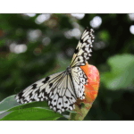 Butterfly Exhibit 009