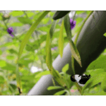Butterfly Exhibit 011