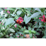 Butterfly Exhibit 012