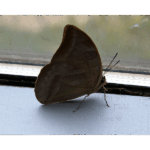 Butterfly Exhibit 014