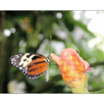 Butterfly Exhibit 016