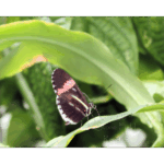 Butterfly Exhibit 017