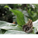 Butterfly Exhibit 018