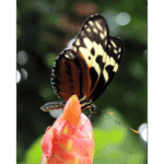 Butterfly Exhibit 022