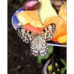 Butterfly Exhibit 023