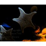 Houston Aquarium 004