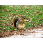 Hermann Park - Nibble