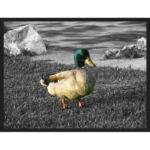 Mallard