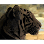 Houston Aquarium - Marina - 005