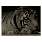 Houston Aquarium - Marina - 010