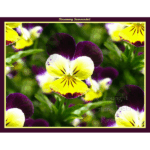 Mercer - Rosemary Surrounded