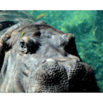 San Antonio Zoo 011