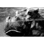 San Antonio Zoo 012