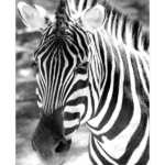 San Antonio Zoo 019