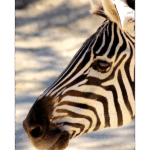San Antonio Zoo 021