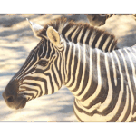 San Antonio Zoo 022