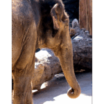 San Antonio Zoo 028