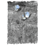 Willow Creek Cemetery - Glass