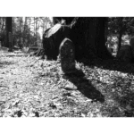 Willow Creek Cemetery - In Your Shadow