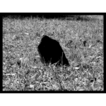 Willow Creek Cemetery - Tilt