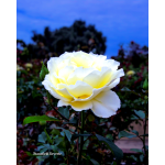 Rose Garden Inez Grant Park Memorial 008
