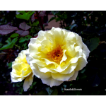 Rose Garden Inez Grant Park Memorial 010