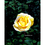 Rose Garden Inez Grant Park Memorial 013