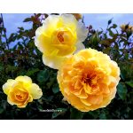 Rose Garden Inez Grant Park Memorial 014