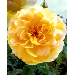 Rose Garden Inez Grant Park Memorial 015