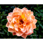 Rose Garden Inez Grant Park Memorial 017